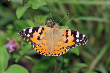 野原のレッドクローバーの花から吸蜜するヒメアカタテハの成虫（晴天、屋外マクロ撮影）