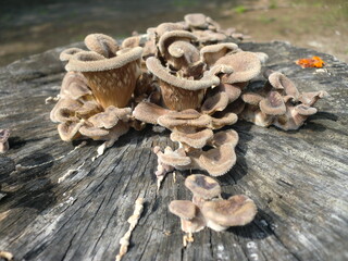 公園の切り株に生えたアラゲカワキダケ