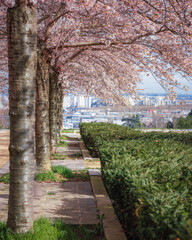 alleyway under the cherry blossom trees in Paris. The sun lights up the cherry blossoms