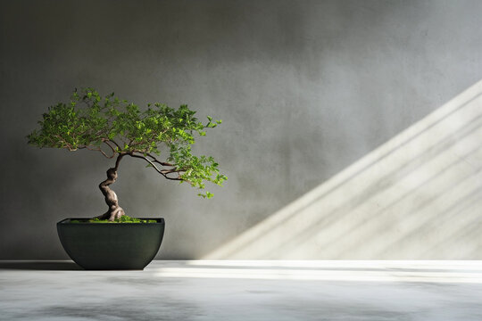 Textured neutral grey wall copy space. Monochrome empty room with bonsai tree. Wall scene mockup product for showcase, Promotion background.