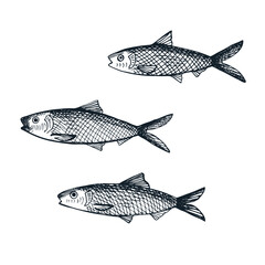 Sardine fish drawing on an isolated white background. Hand-drawn sketch with graphic pilchard, seafood, sea fishing. Design element for template, label, background, card, poster. Vector illustration