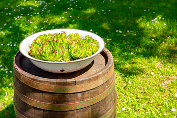 Houseleek plant in white metal bowl is set up on wood cask in the garden