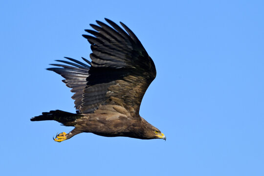 Lesser Spotted eagle Clanga pomarina excellent close up, bird in flight, blue sky natural background, spring