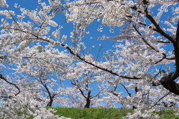函館五稜郭公園の桜