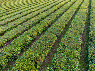 Aerial view of green and accurate rows of hedges with countless tea leaves of a mate field in the...