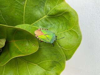 Green stinky bug on the green leaf with white background