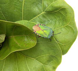 green shield bug, green stinky bug on the green leaf background