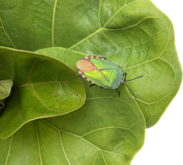 green shield bug, green stinky bug on the green leaf background