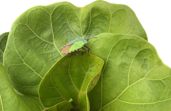 Green stinky bug on the green leaf with white background