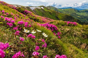 Flowering of the Carpathian rhododendron in the Carpathians.