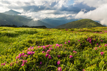 Flowering of the Carpathian rhododendron in the Carpathians.