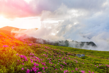Flowering of the Carpathian rhododendron in the Carpathians in the evening light