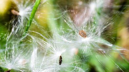 The seeds are fluffy white