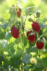 Alpine strawberry close up. Macro - 634042253
