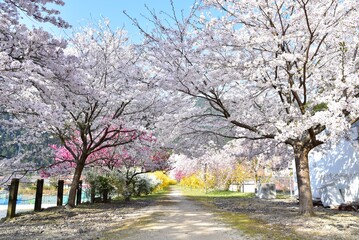 桜満開の安野花の駅公園　広島　旧JR可部線安野駅　春の風景