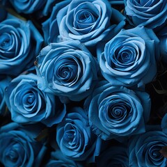 abstract background blue roses. top view. 
