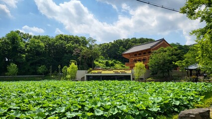 the scenery of a hanok where lotus flowers bloom