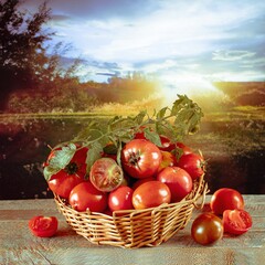 Tomatoes in a basket on a wooden table against the background of the sunset