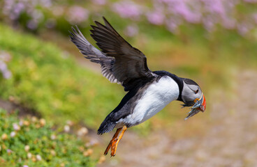 Atlantic Puffin flying or in flight with fish in beak and wings outstretched. Side profile bird "Fratercula arctica" with silver sand eels. Wildlife on Great Saltee Island, Wexford, Ireland