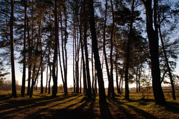 sunset in the woods