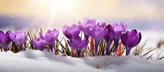 Poster Purple crocuses emerging from under snow in early spring closeup with room for text © HN Works