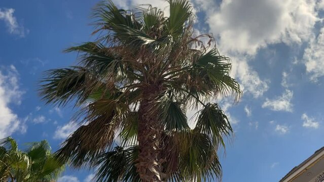 Palm leaves sway in the wind against a blue sky 