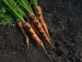 Freshly harvested organic carrots that are lying on soil