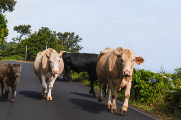 Unexpected Road Companions: Cows Freely Exploring Pico Island's Highways