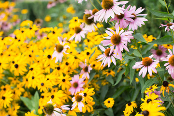 different type of beautiful flowers in garden