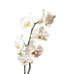 Naklejka na ściany i meble White orchids