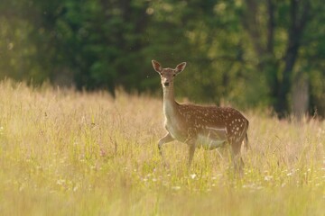 A fallow deer female walking on the meadow. Wildlife scene with a deer. Dama dama. 