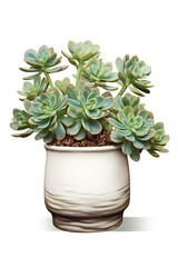 A potted plant with succulents in it. Digital image. Stone rose Echeveria plant.