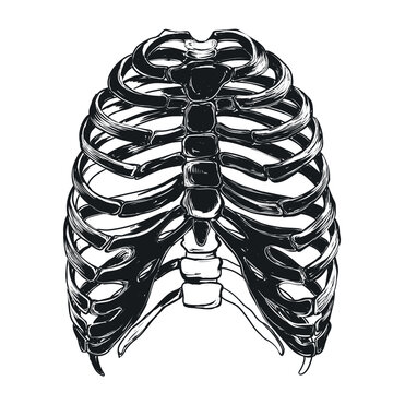 Rib cage, human thorax, skeletal ribs, sternum, black and white illustration, drawing