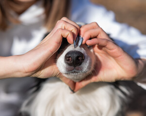 The owner makes a heart on the nose of the border collie dog with her hands. 