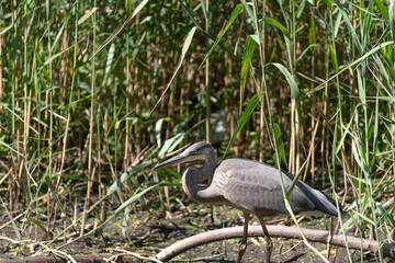 great blue heron (ardea herodias) pauses as it stealthily moves through reeds at the edge of a ...