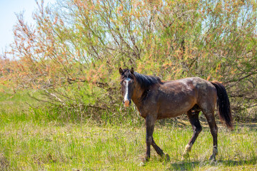 A herd of horses graze in the meadow in summer, eat grass, walk and frolic. Pregnant horses and...