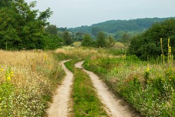 Road through a meadow in the countryside with forest and deciduous trees on a summer day