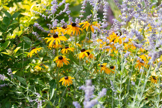 late summer favorites: rudbeckia and Perovskia atriplicifolia growing in a summer garden