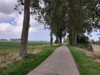 a country road with poplar trees between the fields in the dutch countryside in summer and a blue sky with clouds