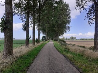 a beautiful rural dutch landscape in zeeland with a country road with long poplar trees between wheat and green fields and a blue sky with clouds in summer