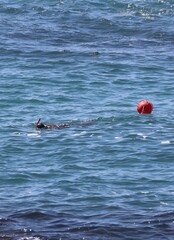 swimmer in the ocean 