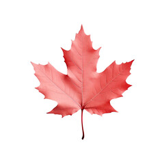 Maple leaf on table with space for text