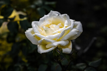 At the Kodaikanal flower garden, lovely, vibrant yellow roses are in bloom. The photo was taken in...