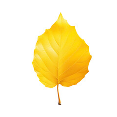 transparent background with a single yellow leaf