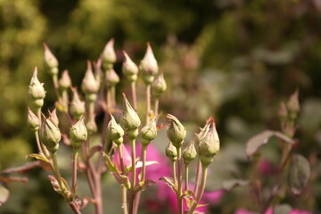 Many small closed rosebuds on a branch. Close-up. Blurred background.