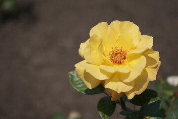 An opened flower of a yellow rose  on a sunny day. Close-up. Ground cover or hybrid tea rose. Blurred background. Place for text.