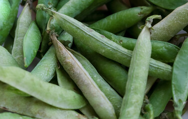 Fototapeta premium Close-up photo of green pea pods.Organic green peas. 