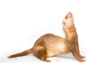 Ferret on a white background is insulated. Light color of the pet. Ermine, weasel, marten.