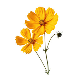 Yellow flower on transparent background