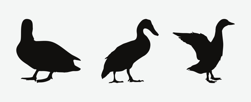 Graceful Duck Silhouettes, A Collection of Elegance and Nature's Beauty in Vector Art